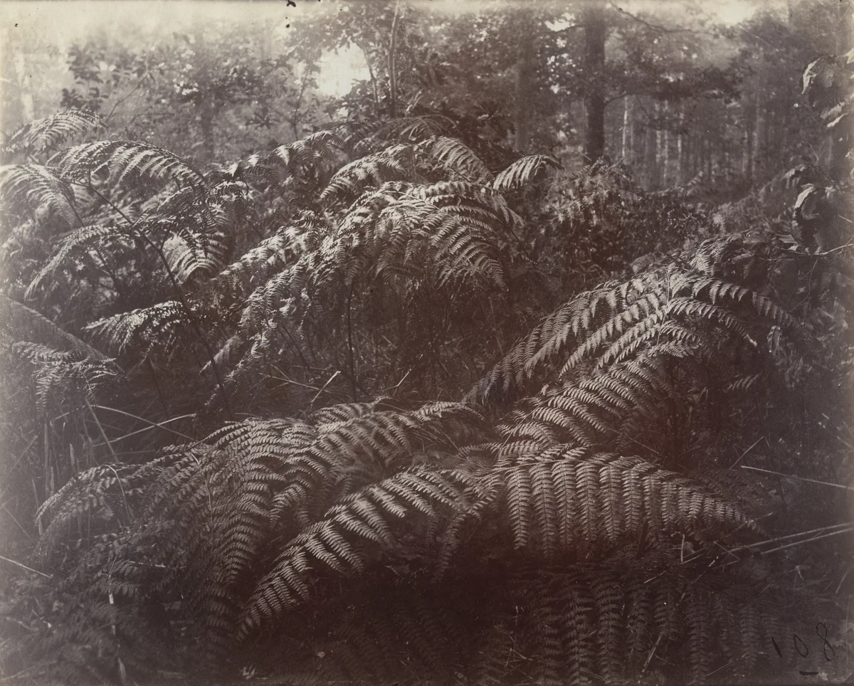 Fougères by Eugène Atget, photograph, 1900