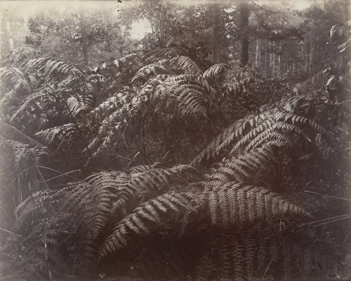 Fougères by Eugène Atget, photograph, 1900