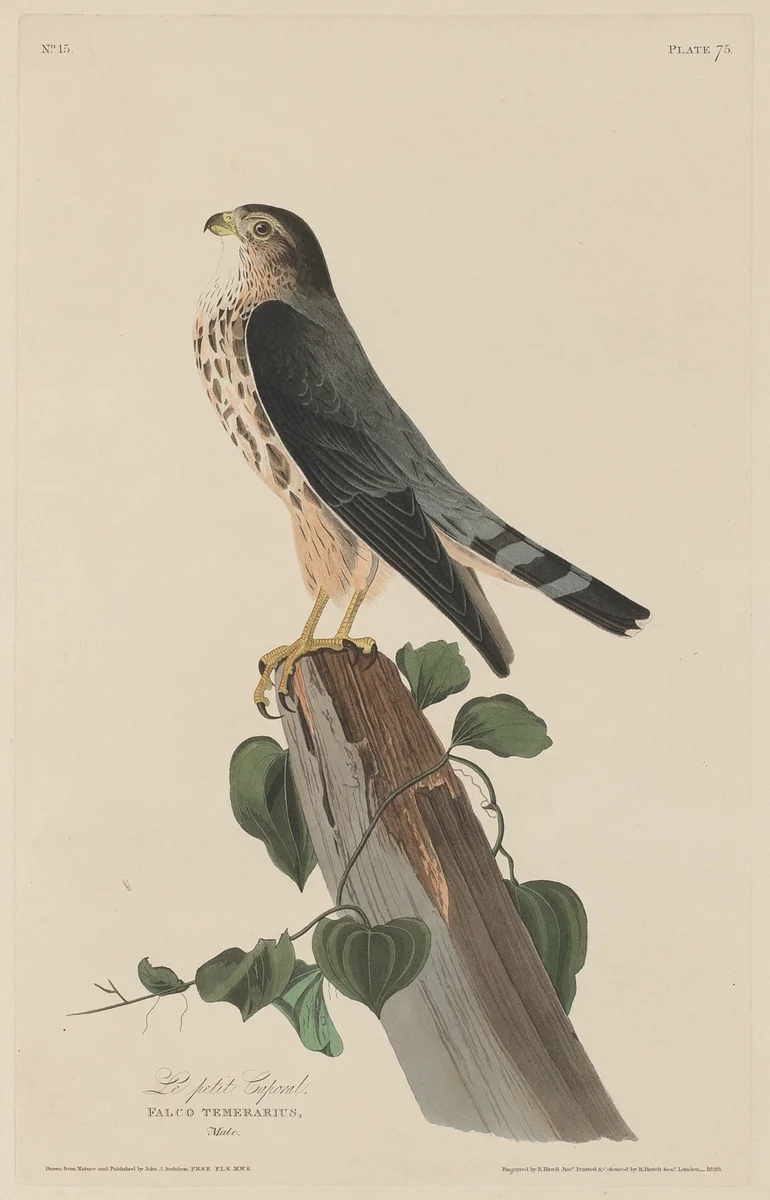 Le Petit Caporal by Robert Havell, Jr.; John James Audubon, print, 1829
