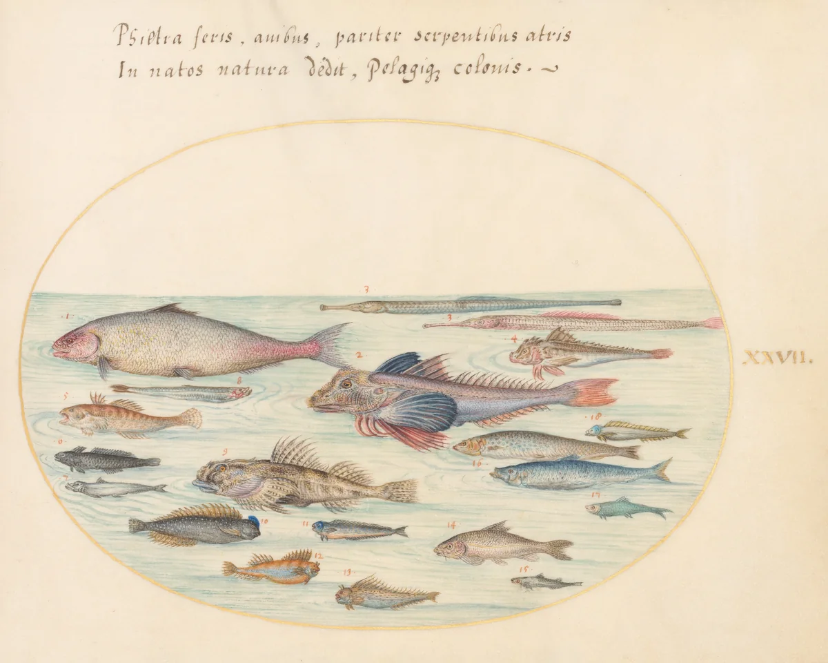 Plate 27: Blennies, Scorpion Fish, and Other Fish by Joris Hoefnagel, drawing, 1570-1599