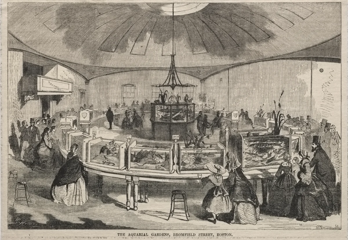 The Aquarial Gardens, Bromfield Street, Boston by Winslow Homer, print, 1859