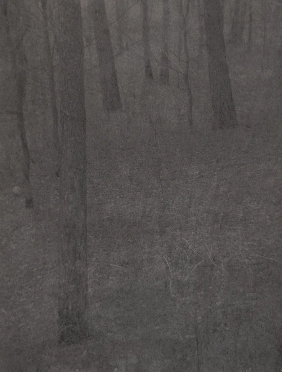 Farmer's Wood Lot, Milwaukee by Edward Steichen, photograph, 1898