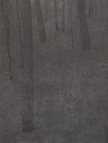 Farmer's Wood Lot, Milwaukee by Edward Steichen, photograph, 1898