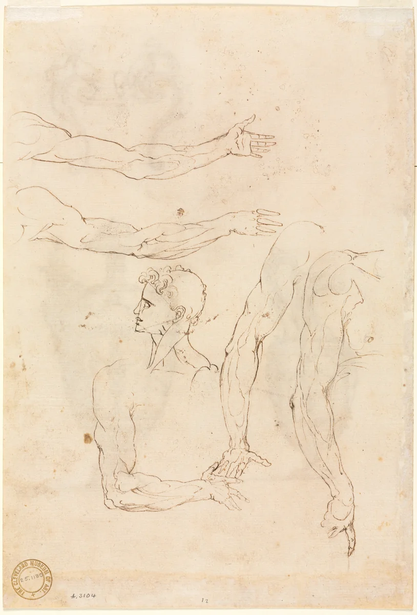Sketches of Five Arms and a Head (verso) by Luzio Romano, drawing, 1530-1570