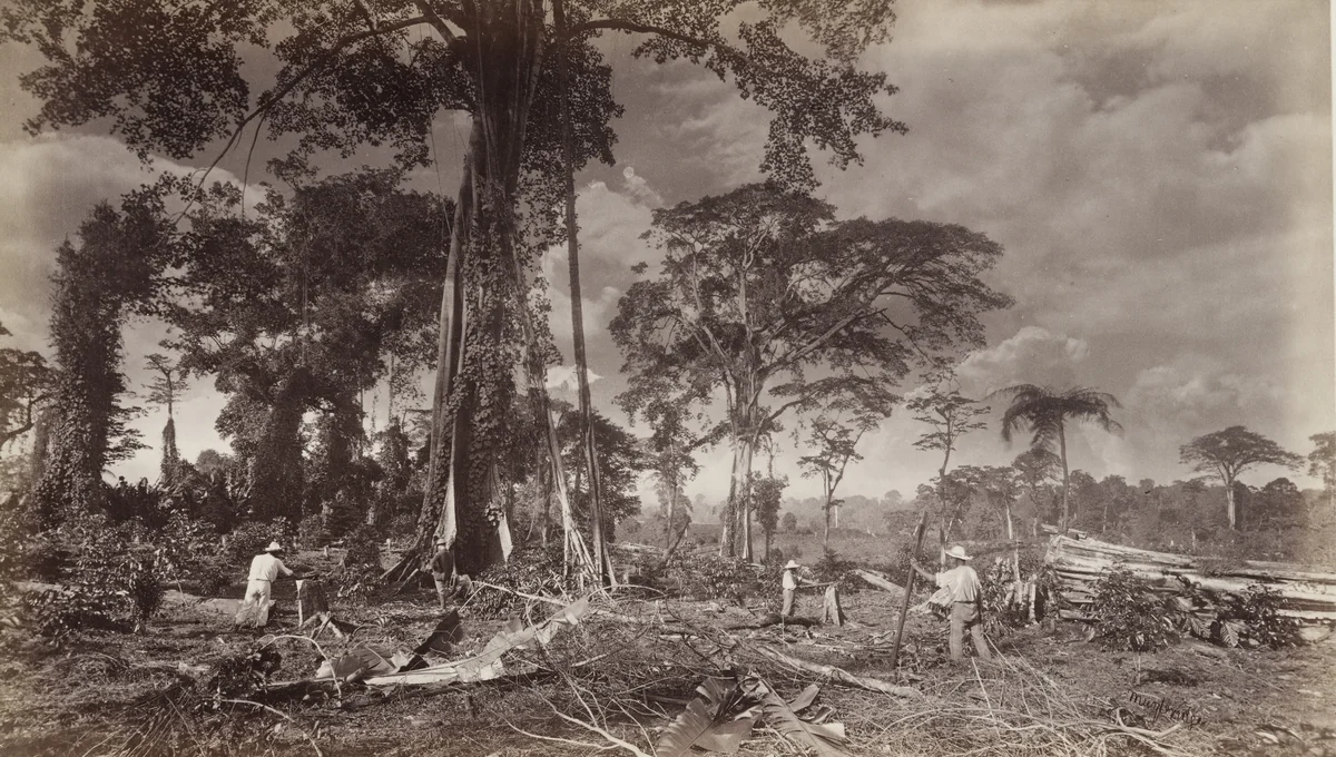 Clearing Ground for a Coffee Plantation, Las Nubes by Eadweard Muybridge, photograph, 1875