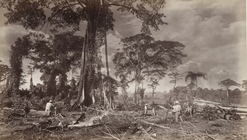 Clearing Ground for a Coffee Plantation, Las Nubes by Eadweard Muybridge, photograph, 1875
