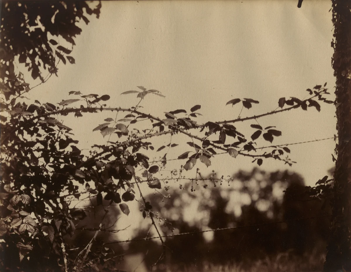 Untitled. (Thorny branches and barbed wire) by Eugène Atget, photograph, 1900