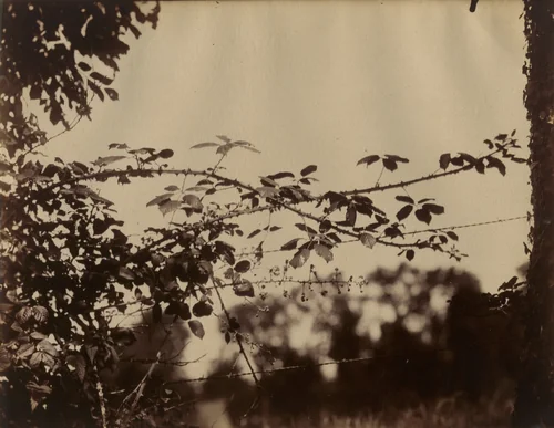 Untitled. (Thorny branches and barbed wire) by Eugène Atget, photograph, 1900