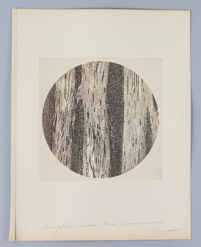 [Untitled] by Auguste-Adolphe Bertsch, photograph, 1853-1857