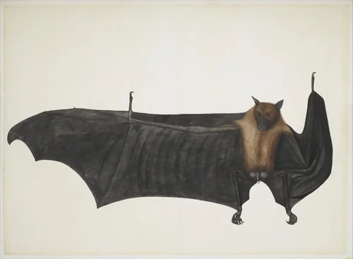 Great Indian Fruit Bat by Bhawani Das, painting, 1752-1807