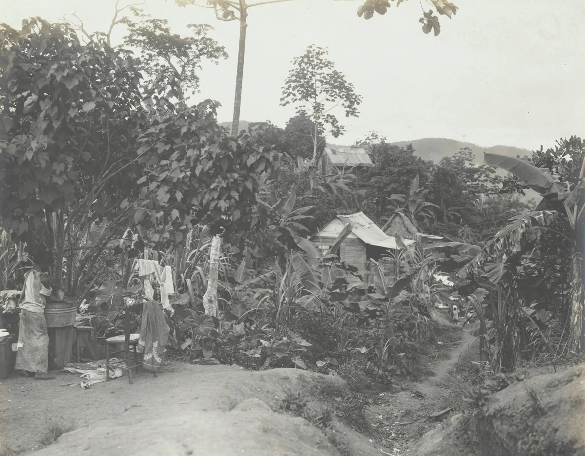 Tropical foliage and native huts. Canal Zone by Unidentified Photographer, photograph, 1912