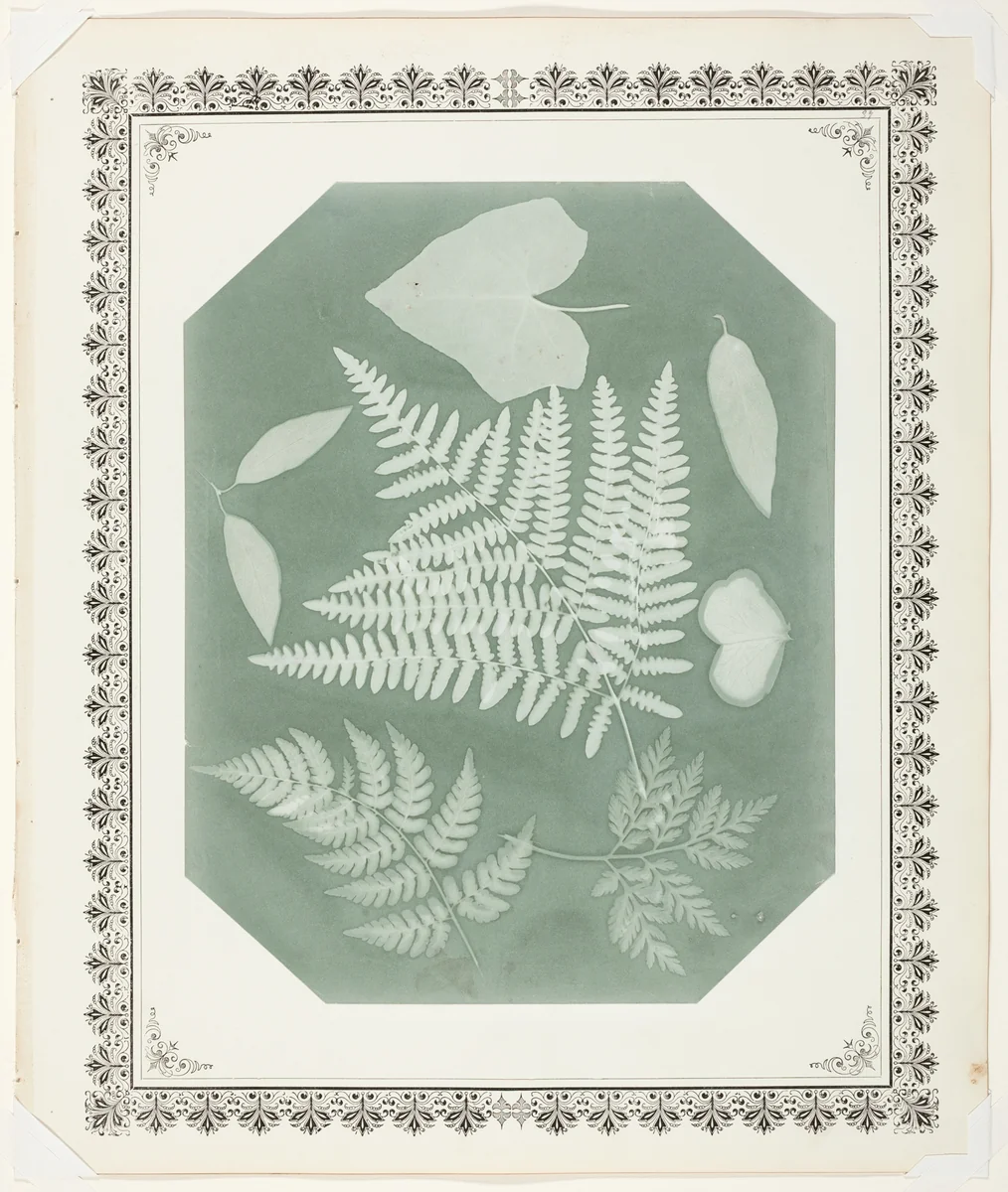 Study of Leaves by Amelia Bergner, photograph, 1877