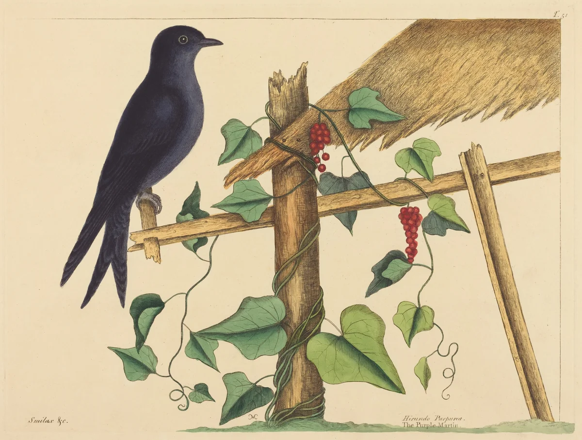 The Purple Martin (Hirundo purpurea) by Mark Catesby, print, 1731-1743