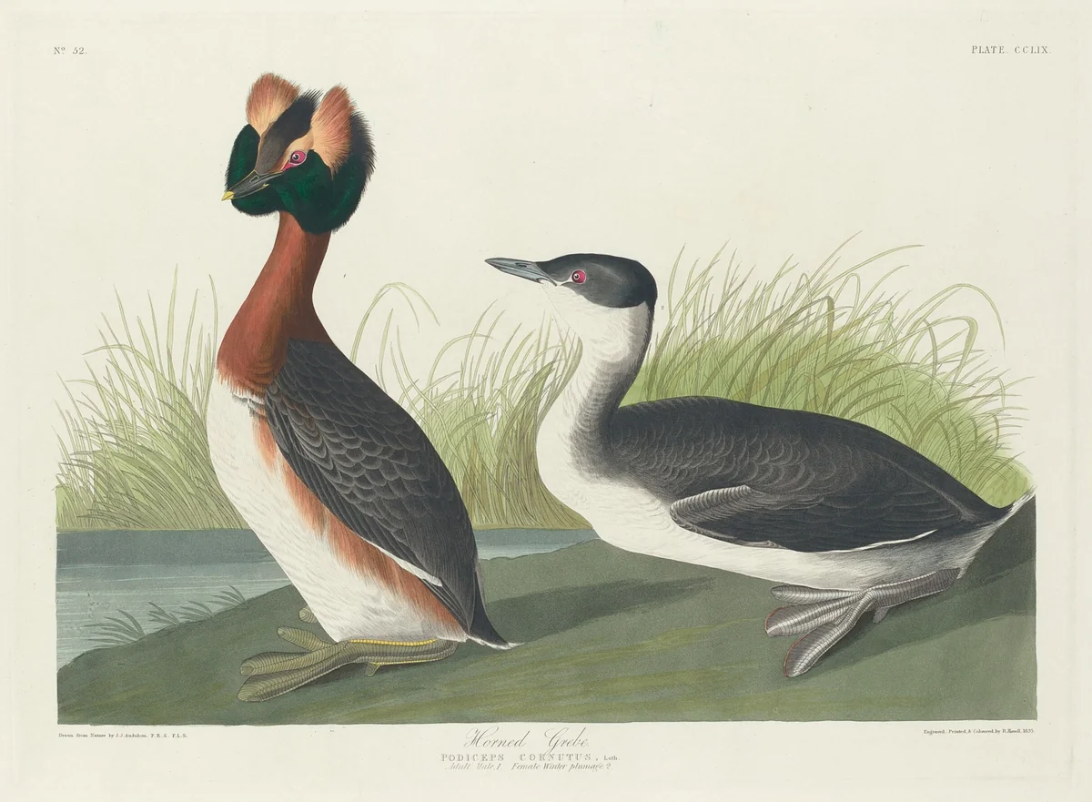 Horned Grebe by Robert Havell, Jr.; John James Audubon, print, 1835