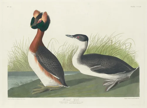 Horned Grebe by Robert Havell, Jr.; John James Audubon, print, 1835