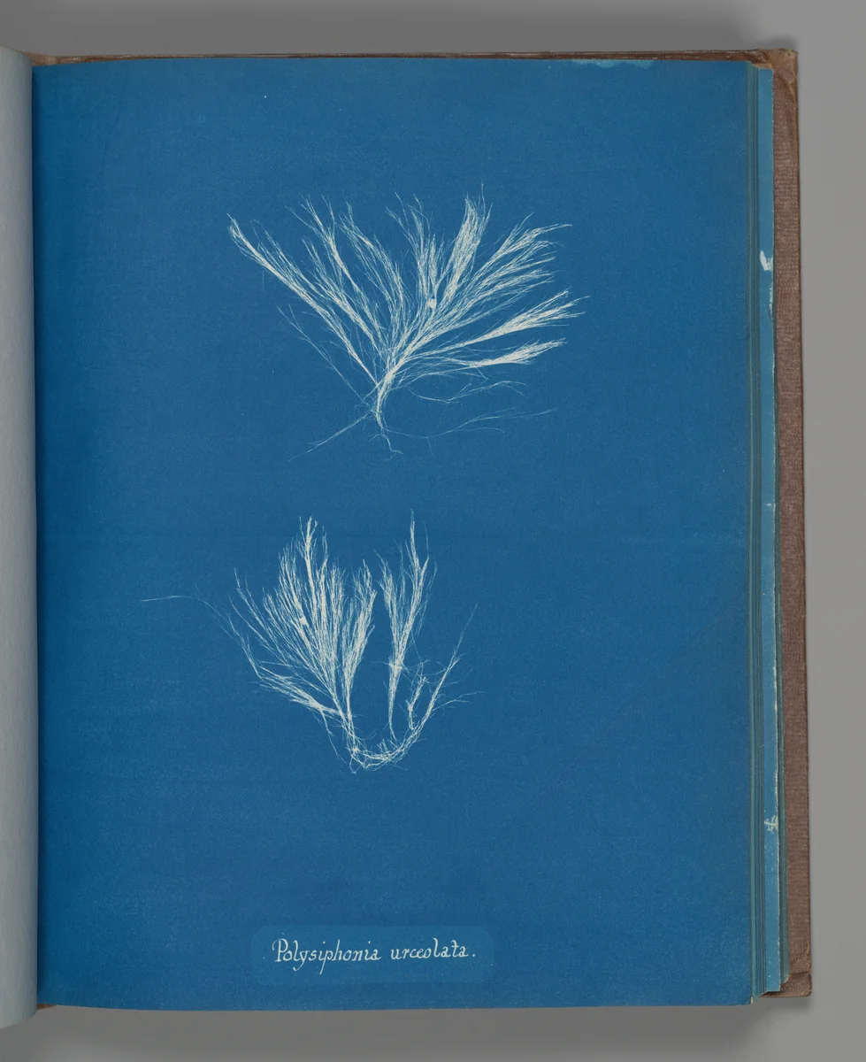 Polysiphonia urceolata by Anna Atkins, photograph, 1851-1855