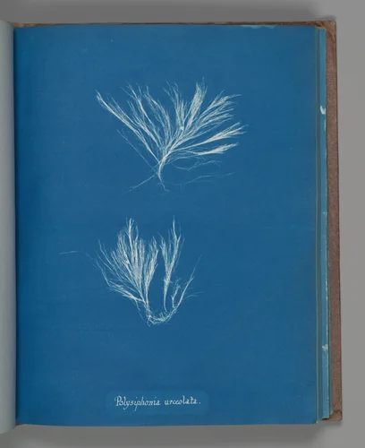 Polysiphonia urceolata by Anna Atkins, photograph, 1851-1855