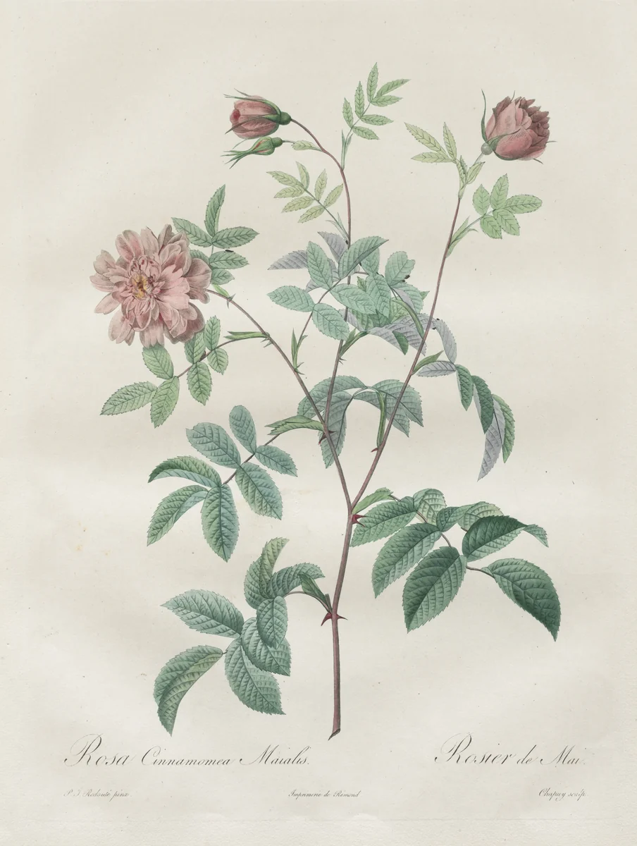 Les Roses: Rosa cinnamomea by Henry Joseph Redouté, print, 1817-1924