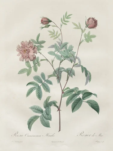 Les Roses: Rosa cinnamomea by Henry Joseph Redouté, print, 1817-1924