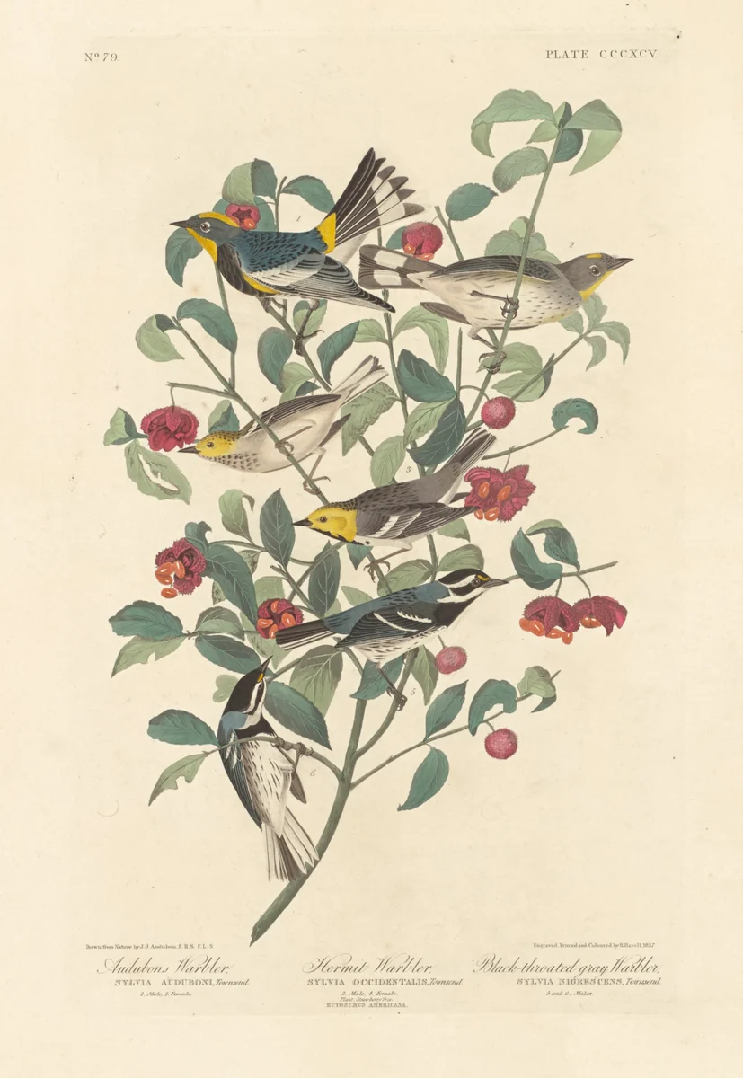 Audubon's Warbler, Hermit Warbler and Black-throated Gray Warbler by Robert Havell, Jr.; John James Audubon, print, 1837