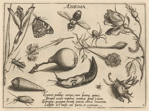 Archetypa studiaque patris Georgii Hoefnagelii [Part 4, Plate 5] by Jacob Hoefnagel; Joris Hoefnagel, print, 1592