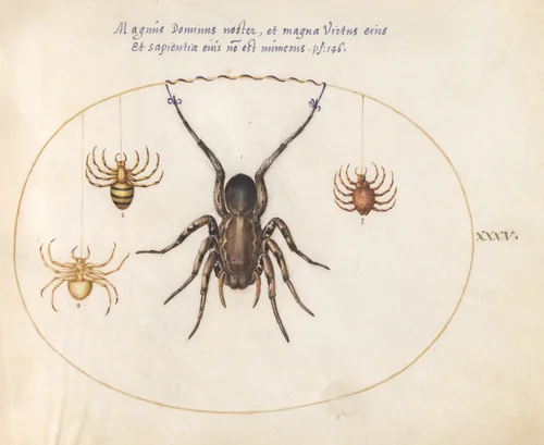 Plate 35: A Tarantula Wolf Spider(?) and Three Other Spiders by Joris Hoefnagel, drawing, 1570-1599