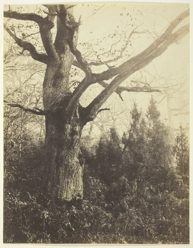 Untitled by Eugène Cuvelier, photograph, 1855-1865
