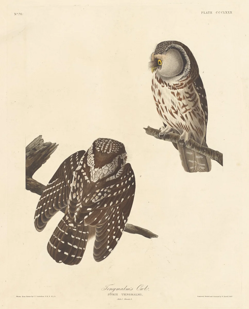Tengmalm's Owl by Robert Havell, Jr.; John James Audubon, print, 1837
