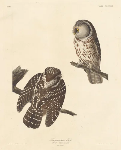 Tengmalm's Owl by Robert Havell, Jr.; John James Audubon, print, 1837