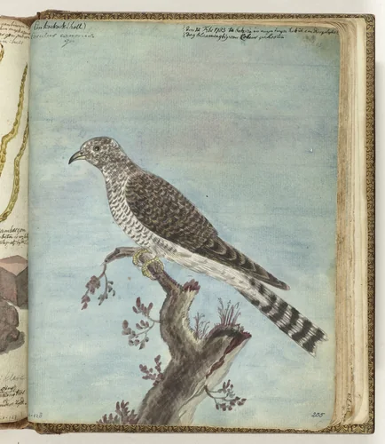 Hollandse koekoek by Jan Brandes, drawing, 1770-1787