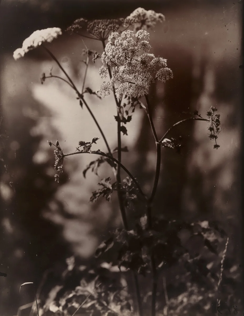 Untitled by Eugène Atget, photograph, 1900
