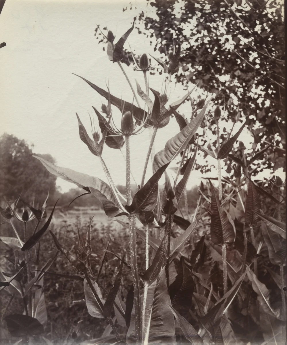 Peignes by Eugène Atget, photograph, 1919