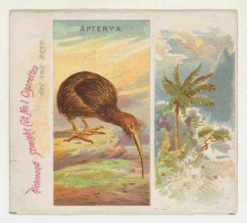 Apteryx, from Birds of the Tropics series (N38) for Allen & Ginter Cigarettes by Allen & Ginter, print, 1889
