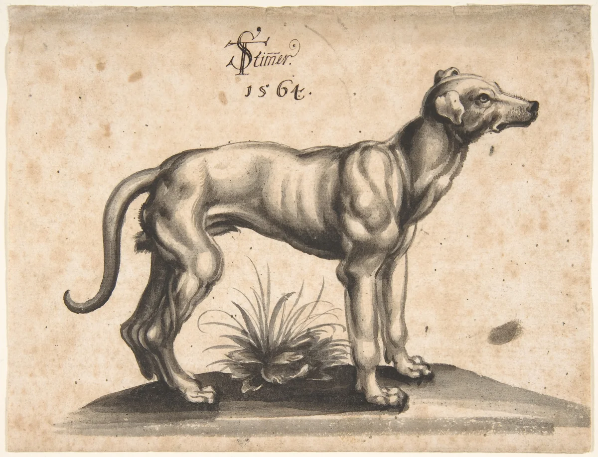 A Dog Looking to the Right by Tobias Stimmer, drawing, 1564
