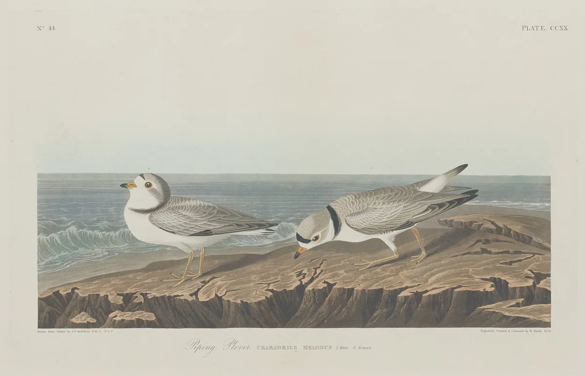 Piping Plover by Robert Havell, Jr.; John James Audubon, print, 1834