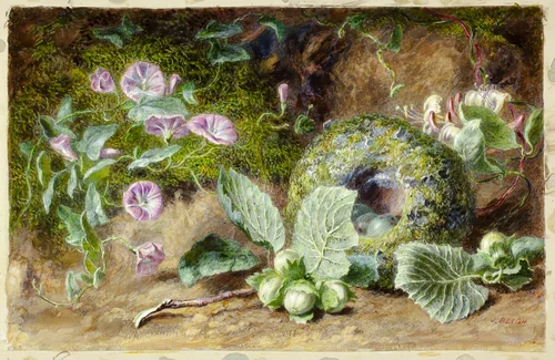 Convobuli and Nest by Jabez Bligh, painting, 1863