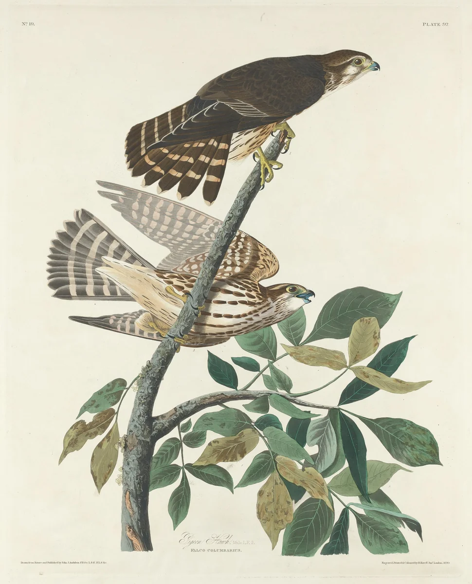 Pigeon Hawk by Robert Havell, Jr.; John James Audubon, print, 1830