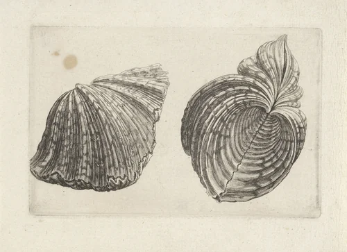 Schelp, hippopus hippopus by Wenceslaus Hollar, print, 1644-1652