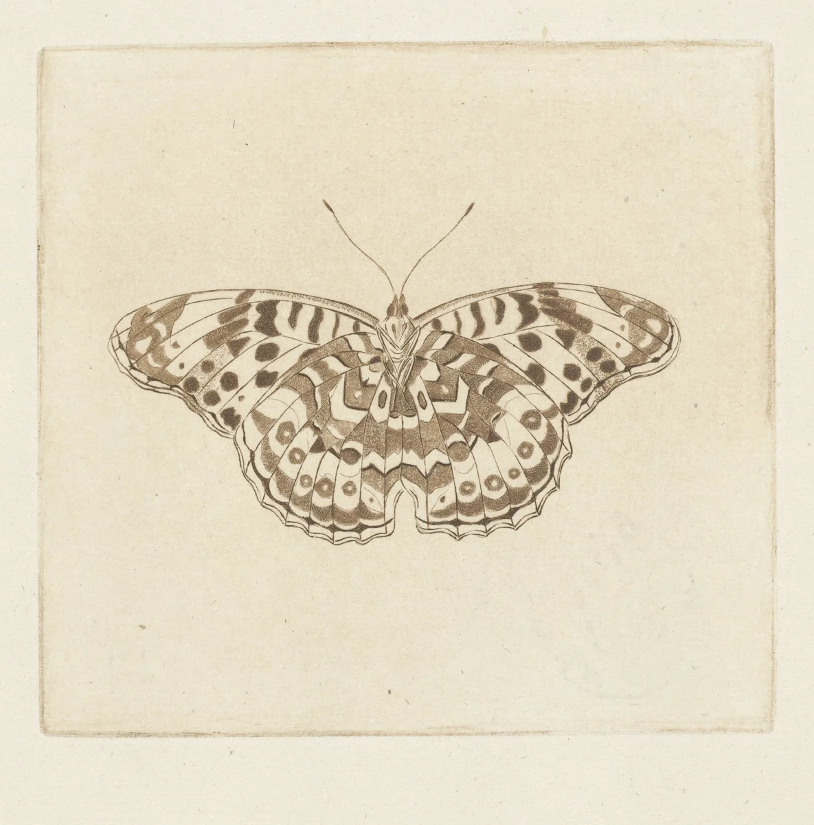 Vlinder by Cornelis Ploos van Amstel, print, 1736-1798