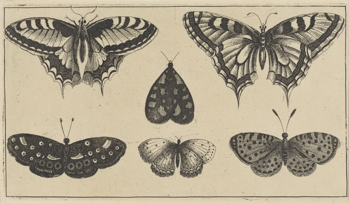 Vijf vlinders en een mot by Wenceslaus Hollar, print, 1644-1652
