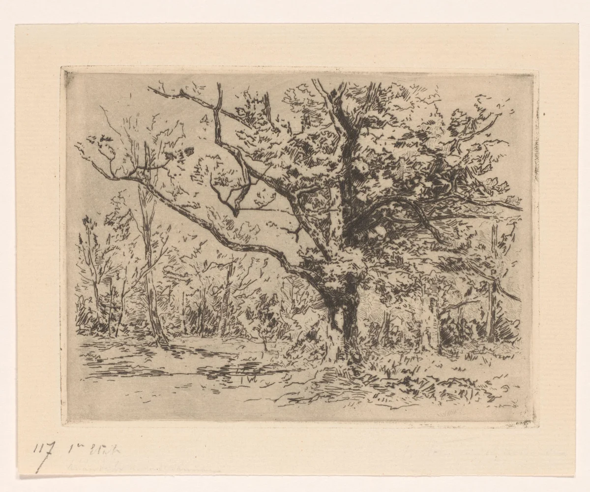 Groep eikenbomen by Carel Nicolaas Storm van 's-Gravesande, print, 1880