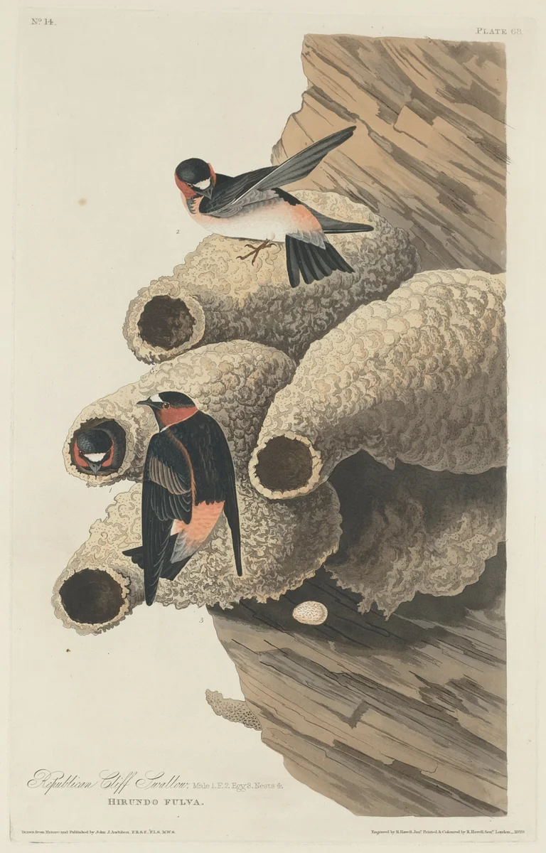 Republican Cliff Swallow by Robert Havell, Jr.; John James Audubon, print, 1829