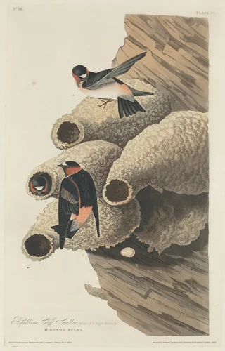 Republican Cliff Swallow by Robert Havell, Jr.; John James Audubon, print, 1829