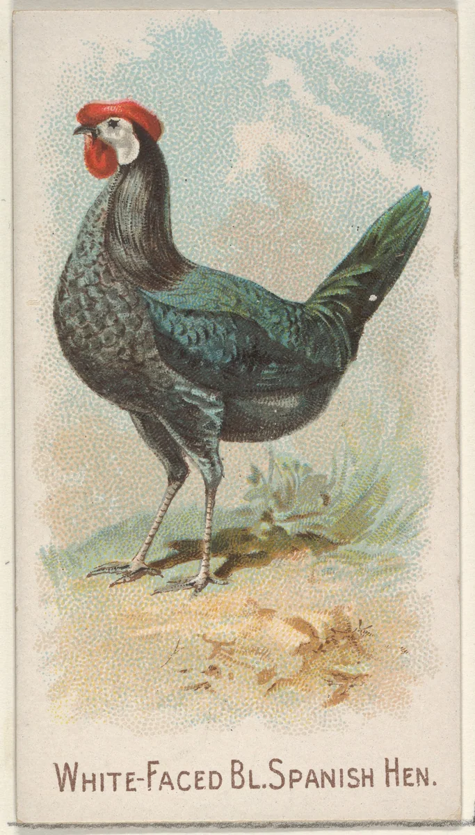 White-Faced Black Spanish Hen, from the Prize and Game Chickens series (N20) for Allen & Ginter Cigarettes by Allen & Ginter, print, 1891