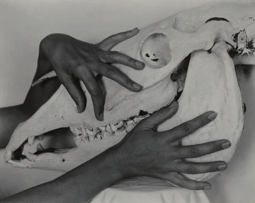 Georgia O'Keeffe—Hands and Horse Skull by Alfred Stieglitz, photograph, 1931