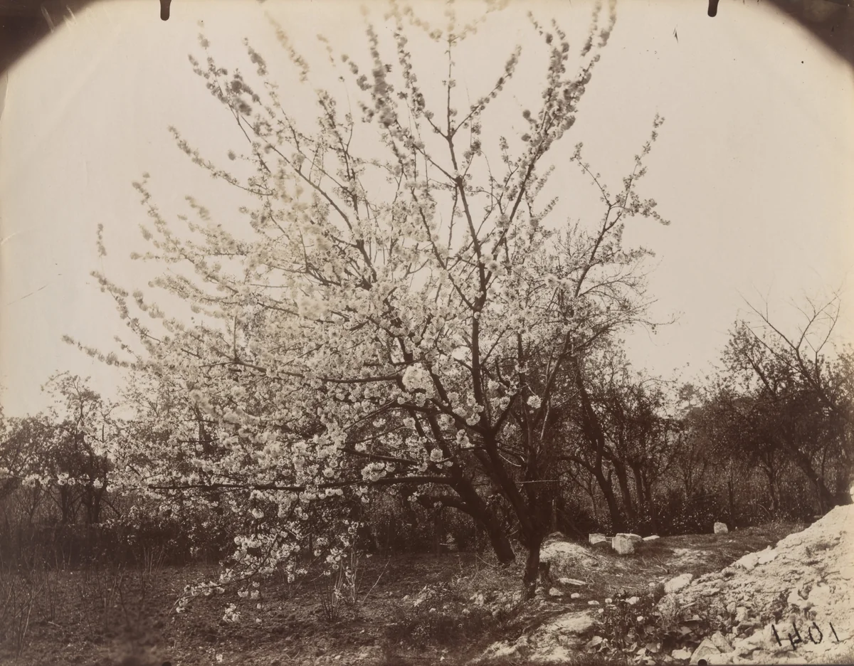Cerisiers by Eugène Atget, photograph, 1921