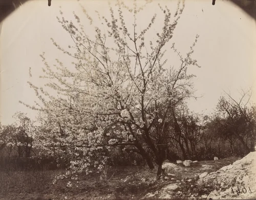 Cerisiers by Eugène Atget, photograph, 1921