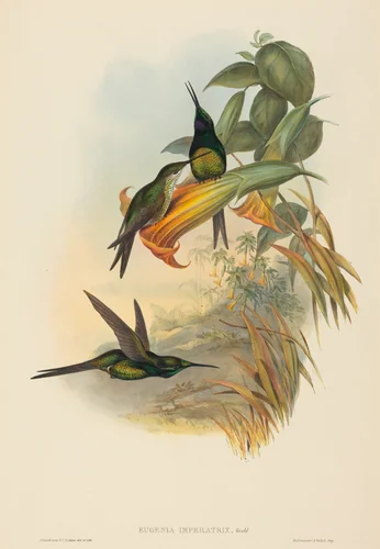 Eugenia imperatrix (Empress Hummingbird) by John Gould, print, 1804-1881