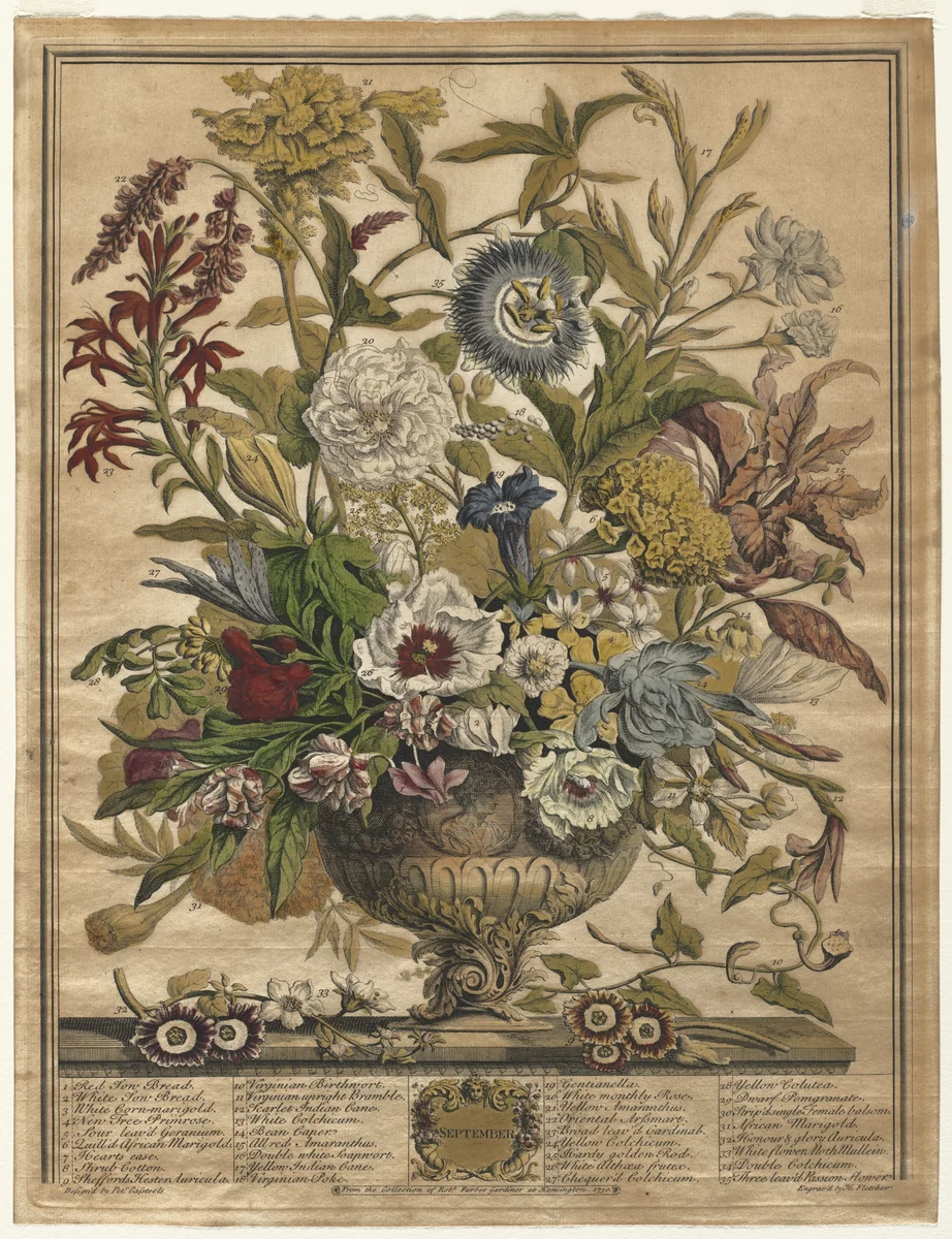 Twelve Months of Flowers: September by Henry Fletcher, print, 1730