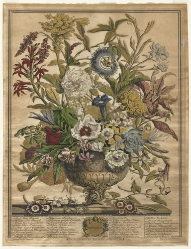 Twelve Months of Flowers: September by Henry Fletcher, print, 1730